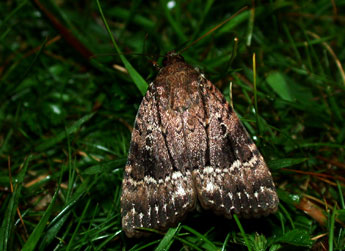 Amphipyra pyramidea L. adulte - ©Philippe Mothiron