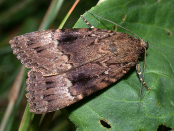 Amphipyra pyramidea L. adulte - Philippe Mothiron