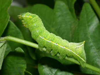  Chenille de Amphipyra pyramidea L. - ©Philippe Mothiron