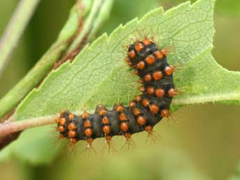  Chenille de Saturnia pyri D. & S. - ©Daniel Morel