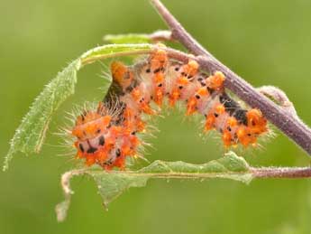  Chenille de Saturnia pyri D. & S. - Daniel Morel