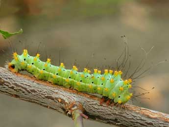  Chenille de Saturnia pyri D. & S. - ©Daniel Morel