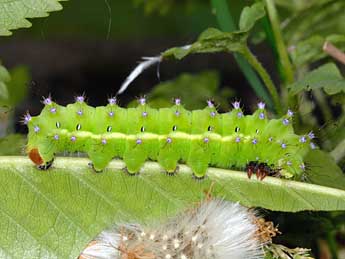  Chenille de Saturnia pyri D. & S. - ©Sarah Entzmann