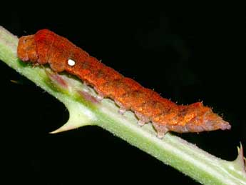  Chenille de Habrosyne pyritoides Hfn. - Philippe Mothiron