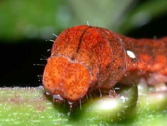  Chenille de Habrosyne pyritoides Hfn. - ©Philippe Mothiron