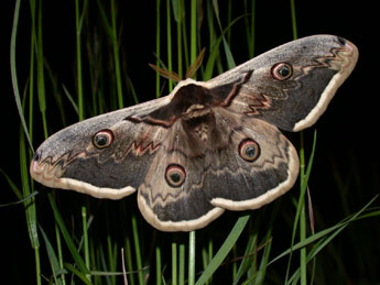 Saturnia pyri D. & S. adulte - Philippe Mothiron