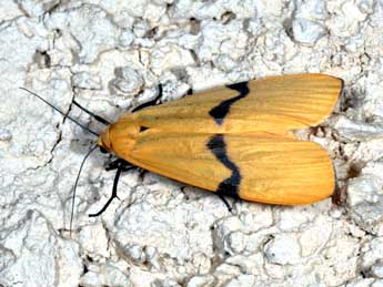 Lithosia quadra L. adulte - Philippe Mothiron