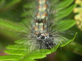  Chenille de Lithosia quadra L. - ©Claire Hodd