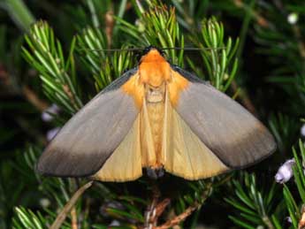 Lithosia quadra L. adulte - Philippe Mothiron