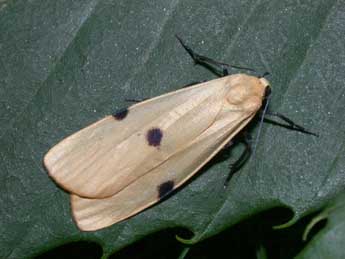 Lithosia quadra L. adulte - Philippe Mothiron