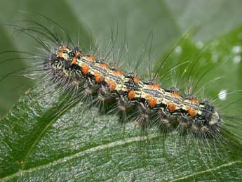  Chenille de Lithosia quadra L. - Philippe Mothiron