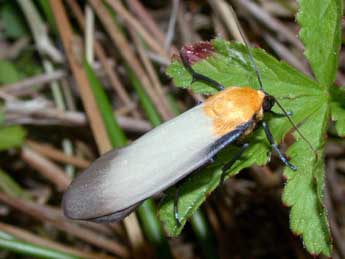 Lithosia quadra L. adulte - ©Philippe Mothiron