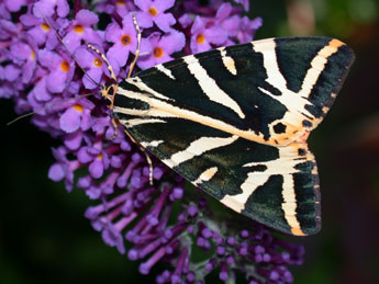 Euplagia quadripunctaria Poda adulte - Philippe Mothiron