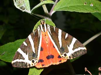 Euplagia quadripunctaria Poda adulte - Philippe Mothiron