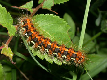  Chenille de Euplagia quadripunctaria Poda - Philippe Mothiron