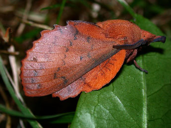 Gastropacha quercifolia L. adulte - Philippe Mothiron