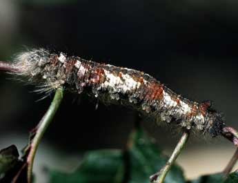  Chenille de Gastropacha quercifolia L. - Philippe Mothiron