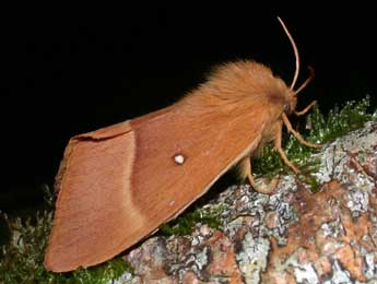 Lasiocampa quercus L. adulte - ©Philippe Mothiron