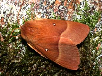 Lasiocampa quercus L. adulte - Philippe Mothiron