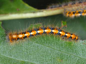  Chenille de Lasiocampa quercus L. - ©Alexis Borges