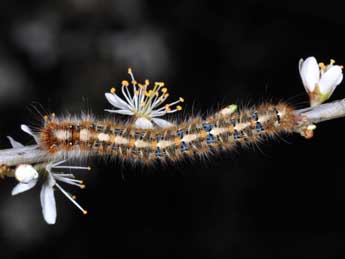  Chenille de Lasiocampa quercus L. - ©Philippe Mothiron