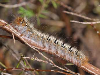  Chenille de Lasiocampa quercus L. - Philippe Mothiron