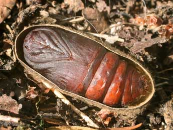  Chrysalide de Lasiocampa quercus L. - ©Serge Wambeke