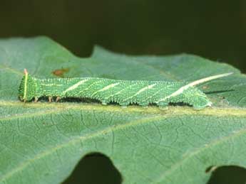  Chenille de Marumba quercus D. & S. - Stphane Grenier