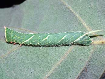  Chenille de Marumba quercus D. & S. - Stphane Grenier