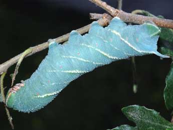  Chenille de Marumba quercus D. & S. - Stphane Grenier