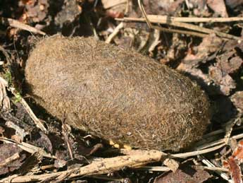  Chrysalide de Lasiocampa quercus L. - Serge Wambeke