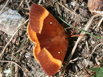 Lasiocampa quercus L. adulte - Philippe Mothiron