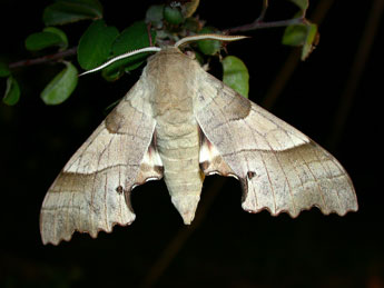 Marumba quercus D. & S. adulte - Philippe Mothiron