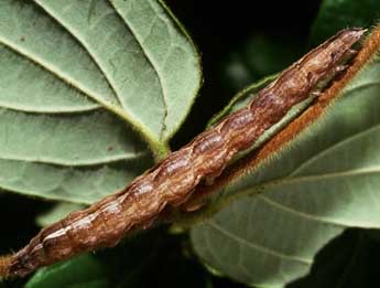  Chenille de Calliergis ramosa Esp. - ©Philippe Mothiron