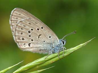 Phengaris alcon rebeli Hirschke adulte - ©David Demerges