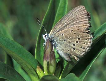 Phengaris alcon rebeli Hirschke adulte - ©Tristan Lafranchis