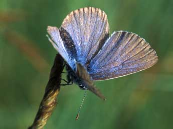 Phengaris alcon rebeli Hirschke adulte - ©Tristan Lafranchis