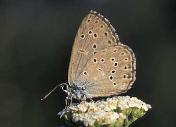 Phengaris alcon rebeli Hirschke adulte - ©Tristan Lafranchis