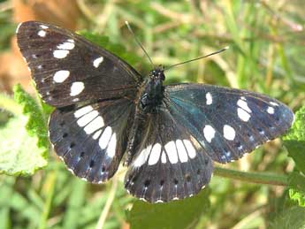 Limenitis reducta Stgr adulte - Catherine Wellings