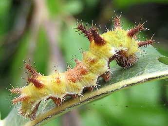  Chenille de Limenitis reducta Stgr - ©Vincent Lefebvre