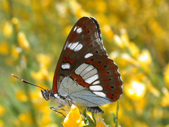 Limenitis reducta Stgr adulte - Philippe Mothiron