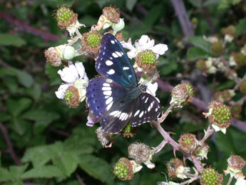 Limenitis reducta Stgr adulte - Philippe Mothiron