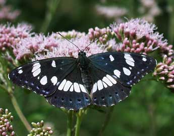 Limenitis reducta Stgr adulte - ©Philippe Mothiron