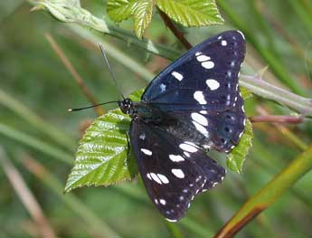 Limenitis reducta Stgr adulte - Philippe Mothiron