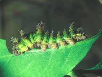  Chenille de Limenitis reducta Stgr - ©Philippe Mothiron