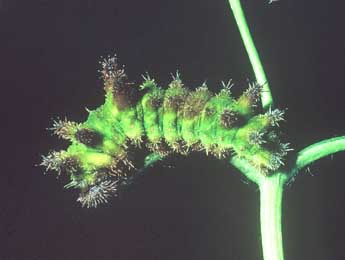  Chenille de Limenitis reducta Stgr - ©Philippe Mothiron