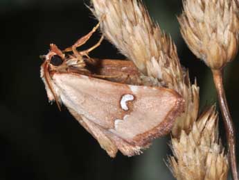 Haemerosia renalis Hb. adulte - Philippe Mothiron