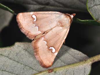 Haemerosia renalis Hb. adulte - Philippe Mothiron