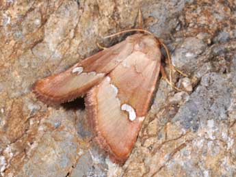 Haemerosia renalis Hb. adulte - Philippe Mothiron