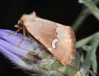 Haemerosia renalis Hb. adulte - Philippe Mothiron